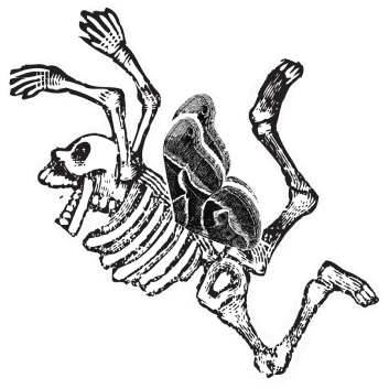 Calavera con mariposa